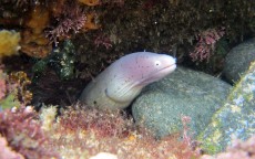 华为桌面与系统桌面，两大生态的差异化竞争与用户体验探索