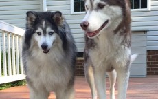 西伯利亚S21二代电脑版深度测评，电竞新利器还是智商税？