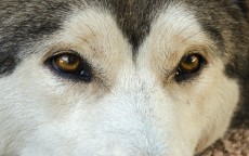 西伯利亚MG-1声卡版耳机测评，音乐与游戏的完美融合,西伯利亚mg1声卡怎么用