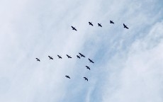 华为小鸟云，科技与生态共舞，翱翔数字新未来