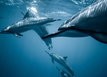 ZTE Ba520手机测评，全面解析，究竟值不值得入手？zteba520参数